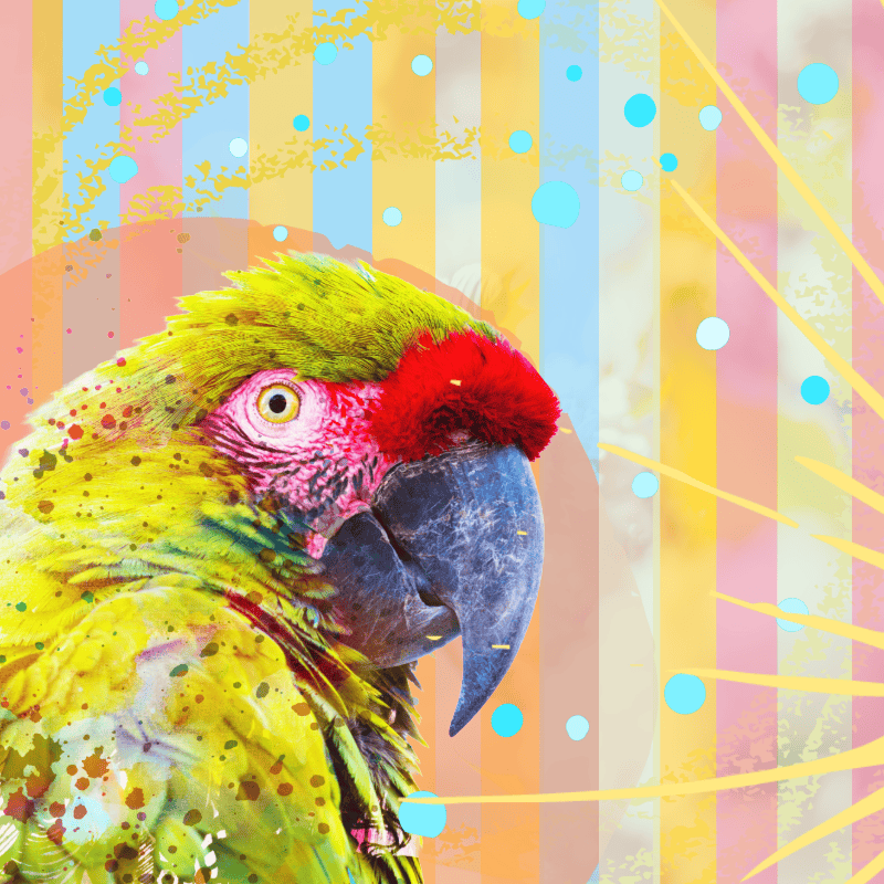 military macaw