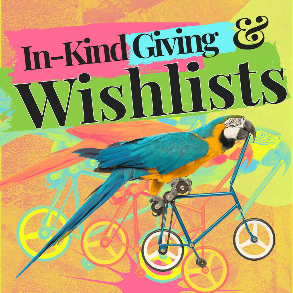 Macaw riding bike